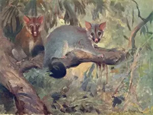 Animal / Phalanger 1909