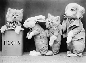 Queueing Prints: Animal Ticket Queue