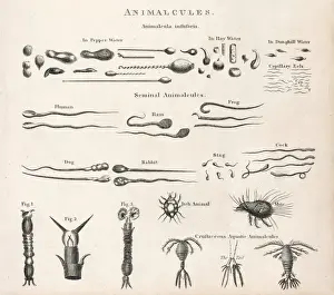 Thought Prints: Animalcules