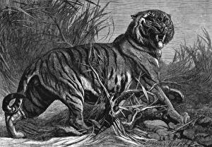 Fierce Collection: Animals / Cats / Tiger