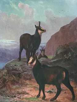 Chamois Prints: Animals / Chamois / Swan