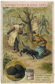 Animals / Dogs / Working