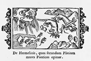 Animals / Ermine / Mice 1555
