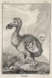 Animals / Extinct / Dodo