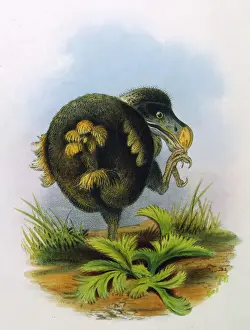 Animals / Extinct / Dodo