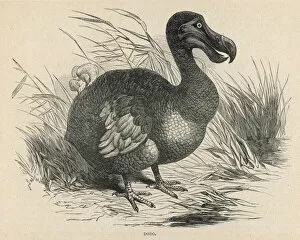 Images Dated 11th October 2007: Animals / Extinct / Dodo