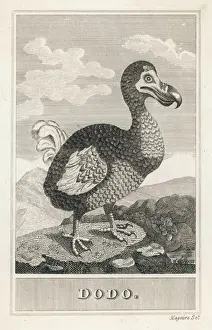 Animals / Extinct / Dodo