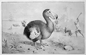 Animals / Extinct / Dodo