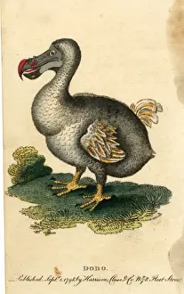 Animals / Extinct / Dodo