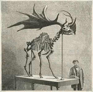 Skeleton Collection: Animals / Extinct / Megaloce