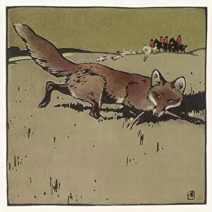 Wildlife Gallery: Animals / Foxes