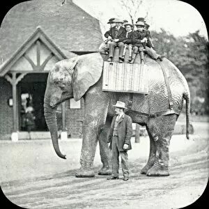 Loxodonta Collection: Animals at a French Zoo - African Elephant