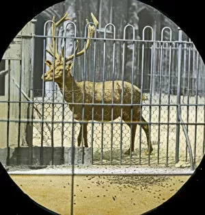 Animals at a French Zoo - Barbary deer