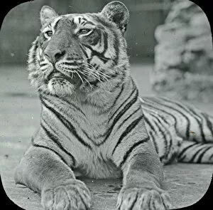 Panthera Collection: Animals at a French Zoo - Bengal Tiger