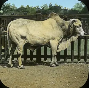 Animals at a French Zoo - Brahmin Bull