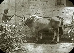 Ancestry Gallery: Animals at a French Zoo - Buffalo cart