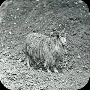 Produces Collection: Animals at a French Zoo - Cashmere goat