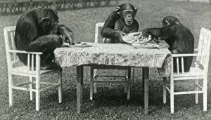 Animals at a French Zoo - Chimpanzee Tea Party