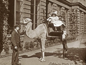 Ungulate Gallery: Animals at a French Zoo - Dromedary Camel