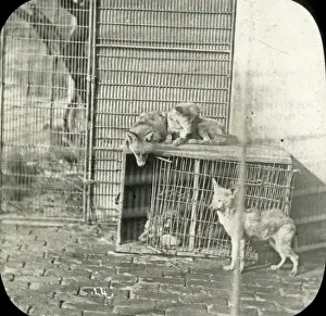 Foxes Prints: Animals at a French Zoo - Foxes