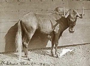 Animals at a French Zoo - Gnu