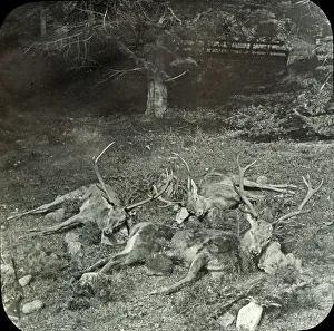 Animals at a French Zoo - Group of Stags