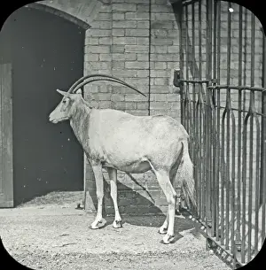Spelling Prints: Animals at a French Zoo - heucorya (?)