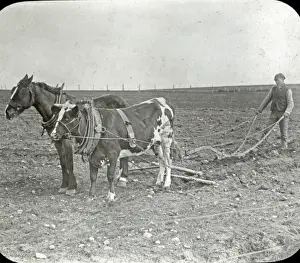 Ploughed Prints: Animals at a French Zoo - Horse and Ox Ploughing