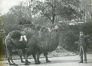 Animals at a French Zoo - Leading out the camels