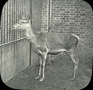 Animals at a French Zoo - Persian deer Animals at a French Zoo - Persian deer