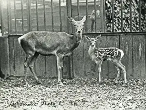 Animals at a French Zoo - Red Deer