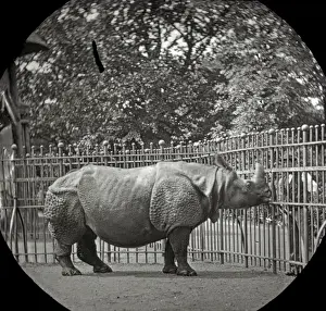Rhinoceros Prints: Animals at a French Zoo - Rhinoceros