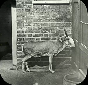 Antelope Gallery: Animals at a French Zoo - Saiga Antelope