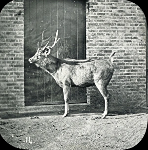 Southeast Gallery: Animals at a French Zoo - Sambar deer