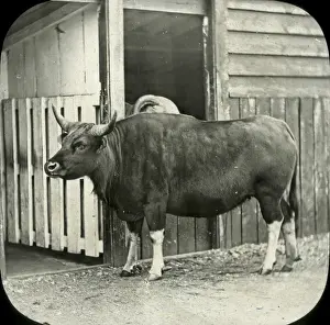 Animals at a French Zoo - Sayal