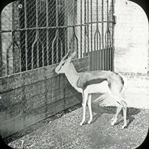 Antelope Gallery: Animals at a French Zoo - Springbok