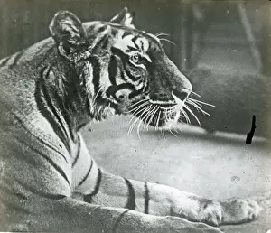 Animals at a French Zoo - Tiger