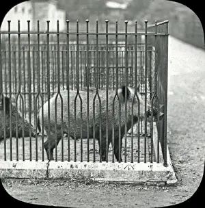 Boar Prints: Animals at a French Zoo - Wild Boar