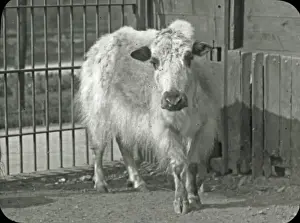 Coated Prints: Animals at a French Zoo - Yak