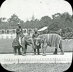 Animals at a French Zoo - Young Elephants