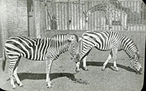 Previously Prints: Animals at a French Zoo - Zebras