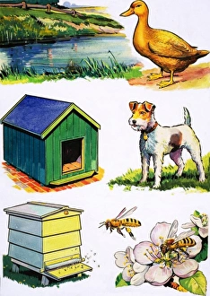 Images Dated 8th June 2007: Animals and Their Homes