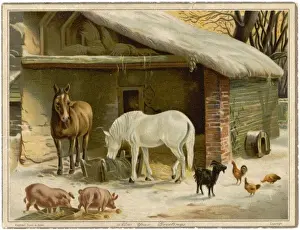 Animals Keeping Warm