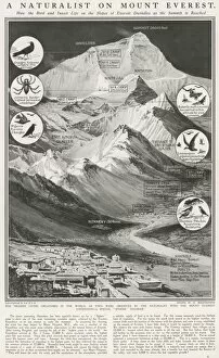 Everest Gallery: Animals of Mount Everest, 1924