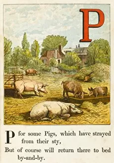 Alphabets Collection: Animals / Pigs / Alphabet