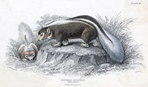 Stump Gallery: Animals / Skunk 19C