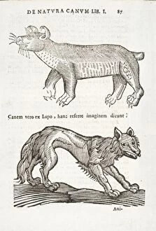Andreas Collection: Two animals: wolf and / or dog