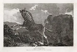 Equus Prints: Animals / Zebra / Quagga