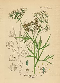 Anise Collection: Anise or aniseed, Pimpinella anisum