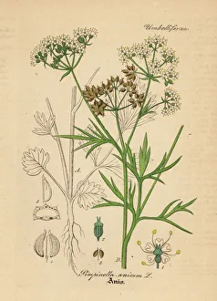 Anise Collection: Anise or aniseed, Pimpinella anisum